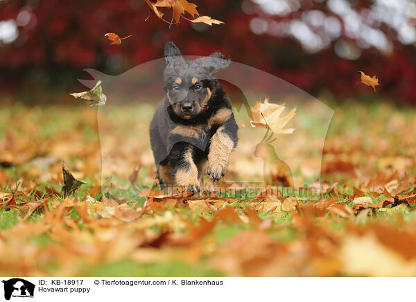 Hovawart Welpe / Hovawart puppy / KB-18917