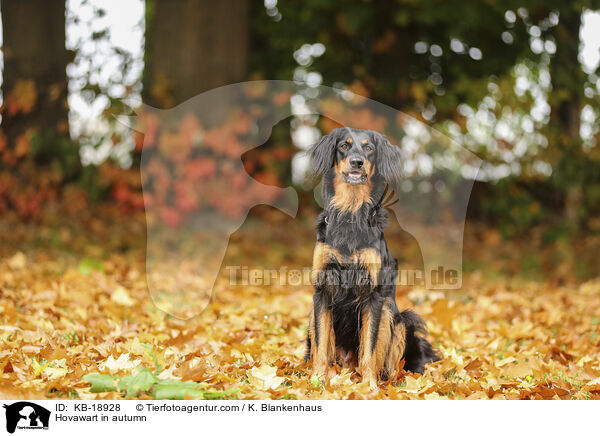 Hovawart im Herbst / Hovawart in autumn / KB-18928