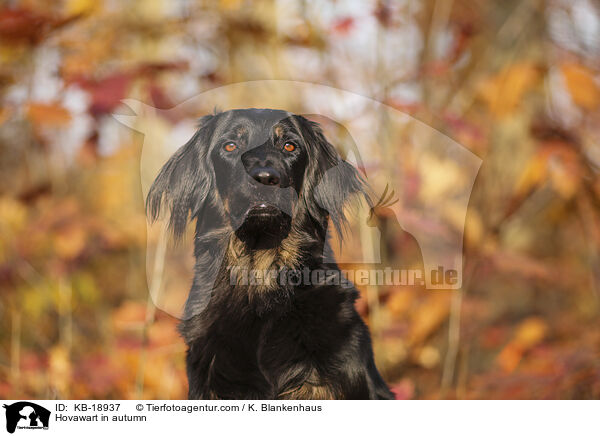 Hovawart im Herbst / Hovawart in autumn / KB-18937