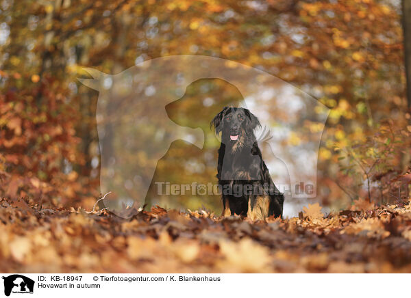 Hovawart im Herbst / Hovawart in autumn / KB-18947