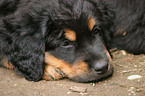 dozing hovawart puppy