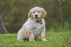 Hovawart puppy in the meadow