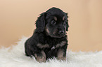 Hovawart puppy on sheepskin