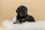 Hovawart puppy on sheepskin