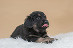 Hovawart puppy on sheepskin