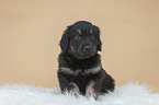 Hovawart puppy on sheepskin