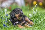 Hovawart puppy in the meadow