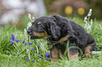 Hovawart puppy in the meadow