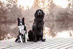 2 dogs