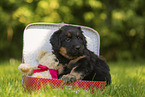 Hovawart puppy