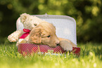 Hovawart puppy