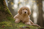 Hovawart puppy