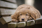 Hovawart puppy