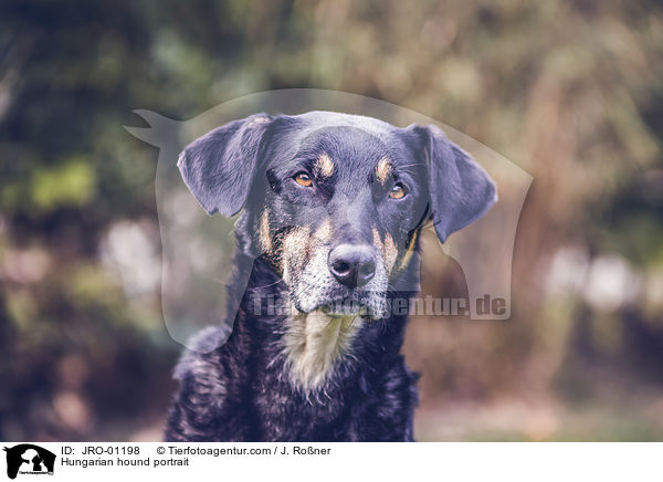 Hungarian hound portrait / JRO-01198