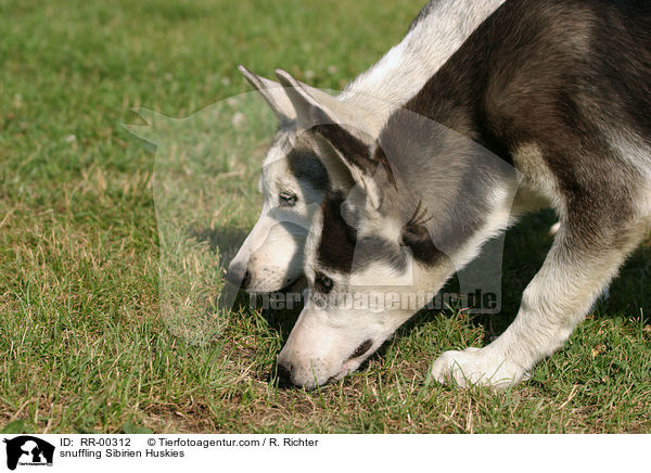 schnuppernde Huskies / snuffling Sibirien Huskies / RR-00312