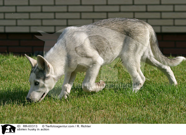 sibirien husky in action / RR-00313