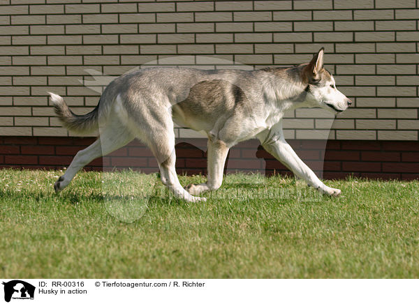 Husky in action / RR-00316