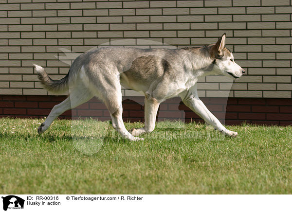 Sibirien Husky in Bewegung / Husky in action / RR-00316