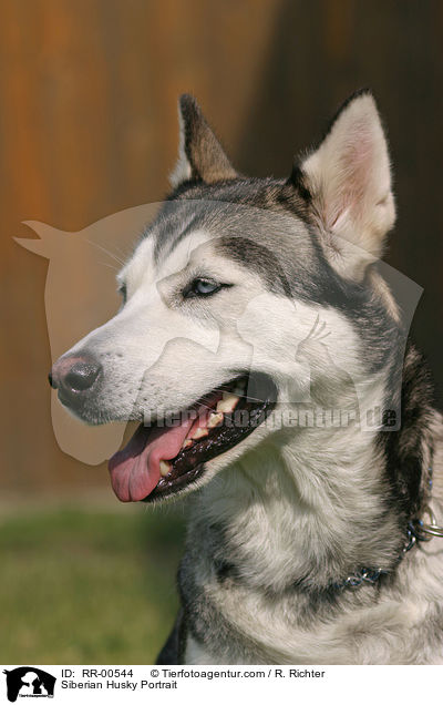 Siberian Husky Portrait / RR-00544