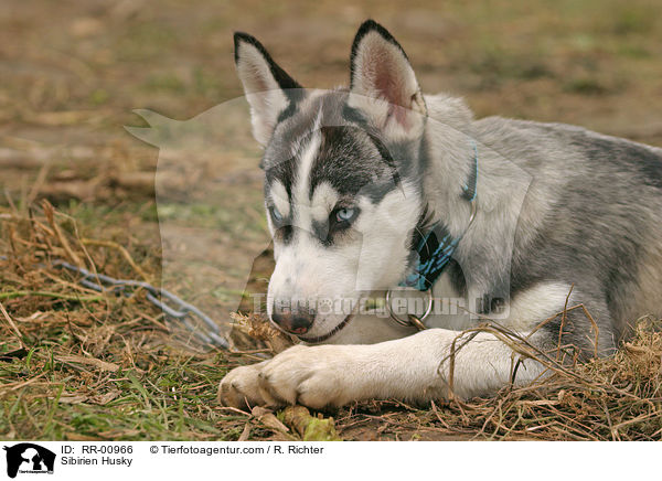 Sibirischer Husky / Sibirien Husky / RR-00966