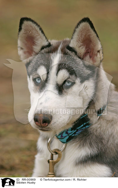 Sibirischer Husky / Sibirien Husky / RR-00969