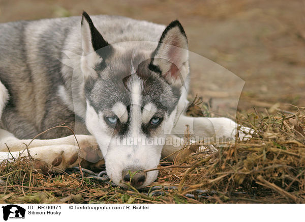 Sibirischer Husky / Sibirien Husky / RR-00971