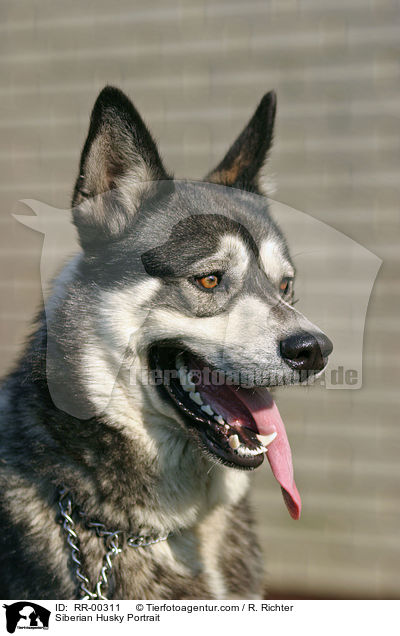 Sibirien Husky Portrait / Siberian Husky Portrait / RR-00311