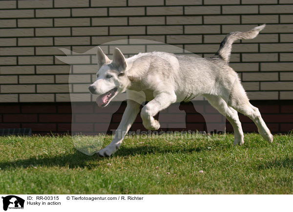 Sibirien Husky in Bewegung / Husky in action / RR-00315