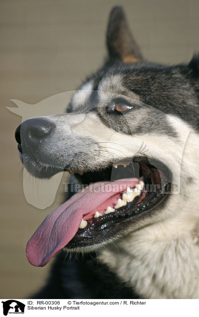 Sibirien Husky Portrait / Siberian Husky Portrait / RR-00306