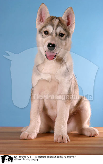 Sibirien Husky Welpe / sibirien husky puppy / RR-06728