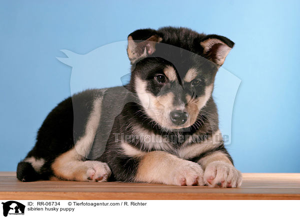 Sibirien Husky Welpe / sibirien husky puppy / RR-06734