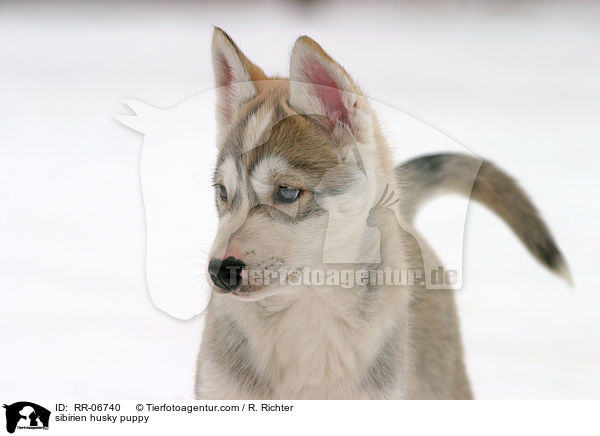Sibirien Husky Welpe / sibirien husky puppy / RR-06740