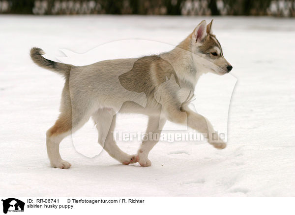 Sibirien Husky Welpe / sibirien husky puppy / RR-06741