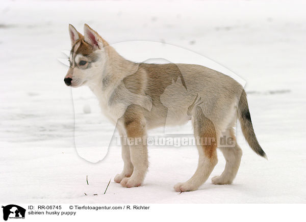 sibirien husky puppy / RR-06745