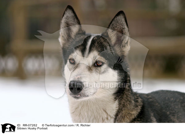 Sibiren Husky Portrait / Sibiren Husky Portrait / RR-07262