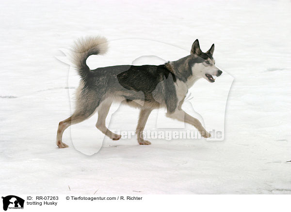 Sibiren Husky in Bewegung / trotting Husky / RR-07263