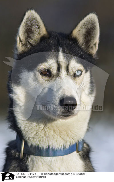 Sibirien Husky Portrait / Siberian Husky Portrait / SST-01424