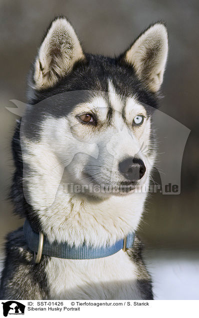 Sibirien Husky Portrait / Siberian Husky Portrait / SST-01426