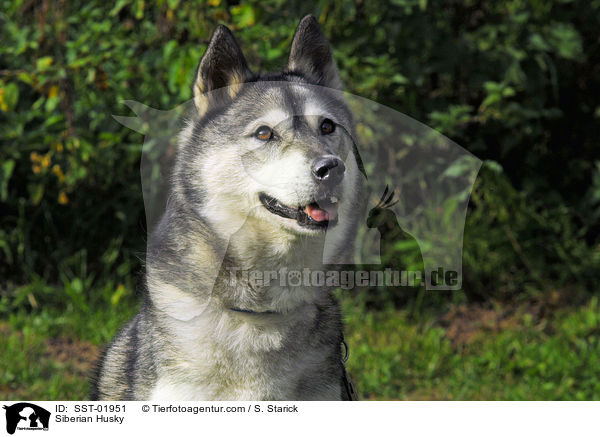 Siberian Husky / SST-01951
