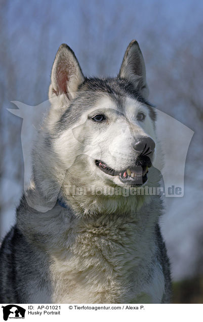 Husky Portrait / AP-01021