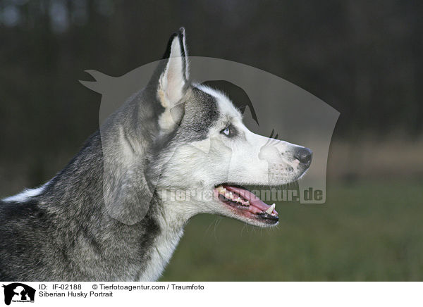 Siberian Husky Portrait / IF-02188