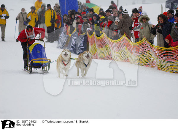 Schlittenhunderennen / dog sledding / SST-04921