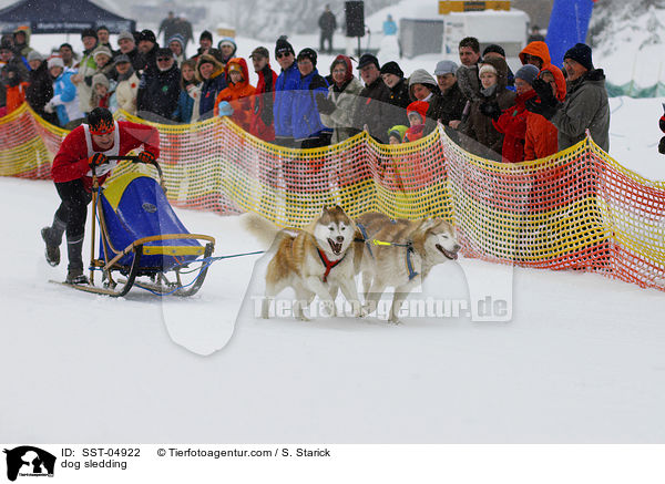 Schlittenhunderennen / dog sledding / SST-04922