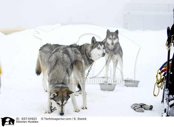 Siberian Huskies / Siberian Huskies / SST-04923