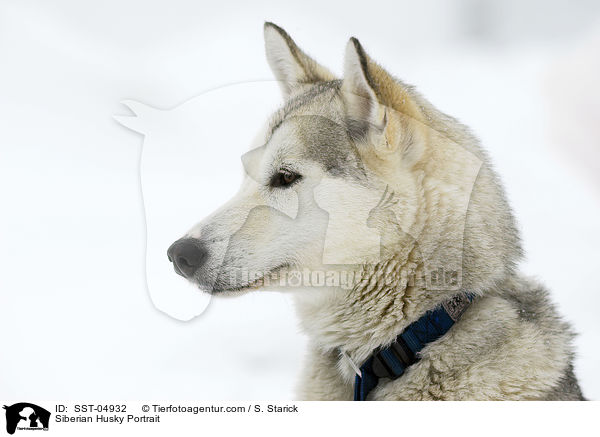 Siberian Husky Portrait / Siberian Husky Portrait / SST-04932