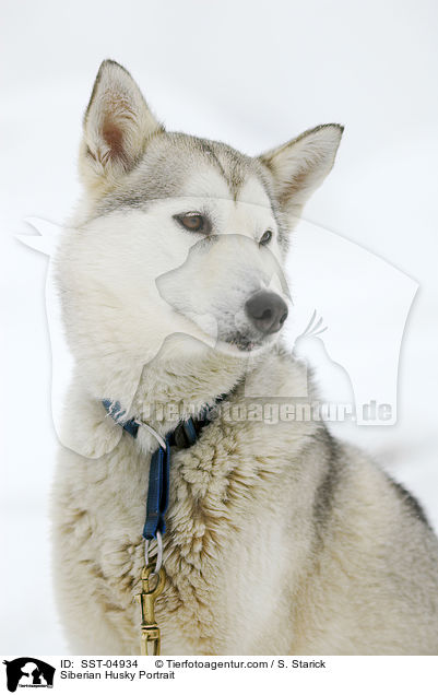Siberian Husky Portrait / Siberian Husky Portrait / SST-04934