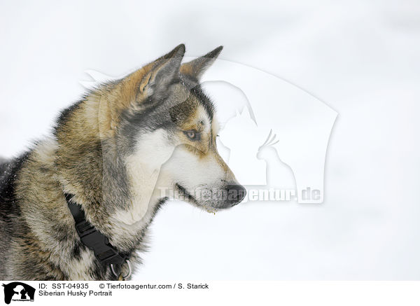 Siberian Husky Portrait / Siberian Husky Portrait / SST-04935
