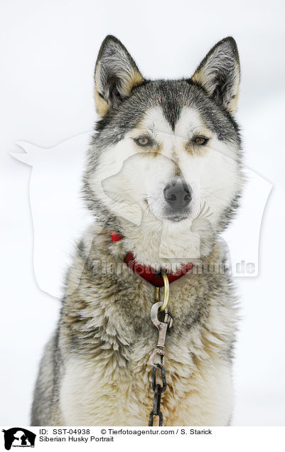 Siberian Husky Portrait / Siberian Husky Portrait / SST-04938
