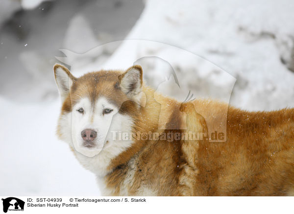 Siberian Husky Portrait / Siberian Husky Portrait / SST-04939
