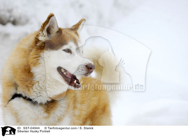 Siberian Husky Portrait / Siberian Husky Portrait / SST-04944